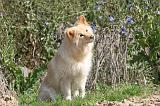 CHIEN FINNOIS DE LAPONIE 398